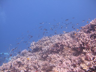 IMG_2823.jpg