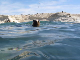 sealion.jpg