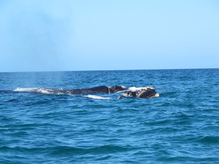 IMG_7333.jpg
