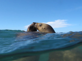 sealionkiss.jpg